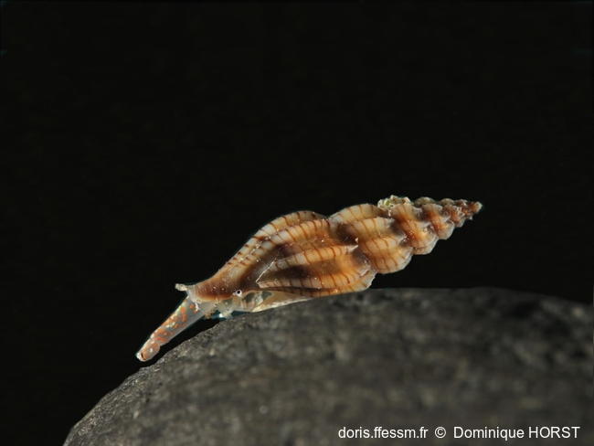 Villiersiella_attenuata-doho001