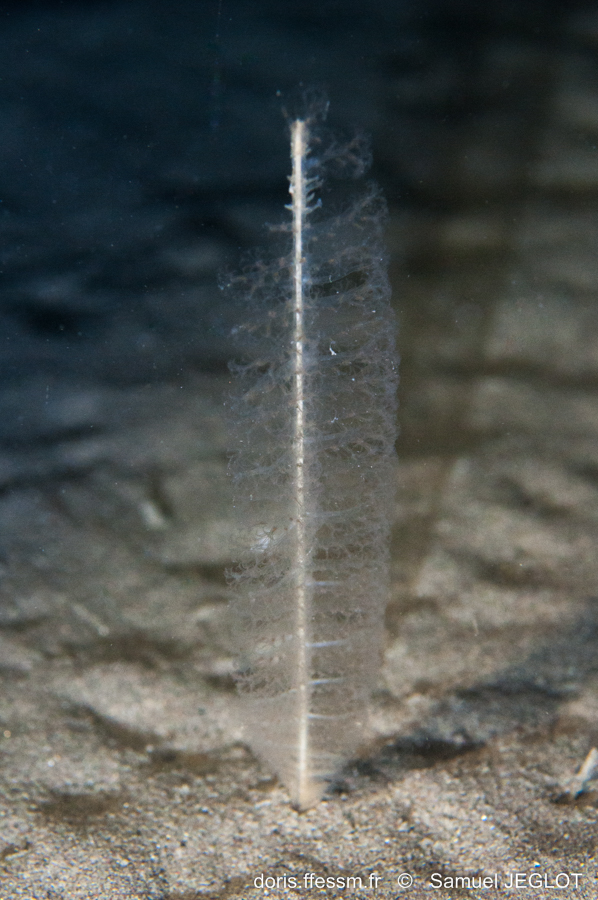 Plume élégante