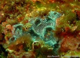 diplosoma_spongiforme-fa19