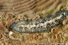 maritigrella_virgulata-vl1