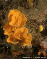 axinella_vaceleti-fa181