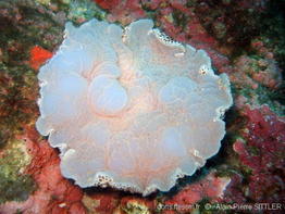 umbraculum_umbraculum-apsi252