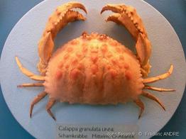 calappa_granulata-fa6b