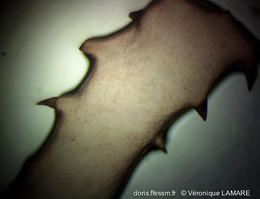 halarachnion_ligulatum-vl2
