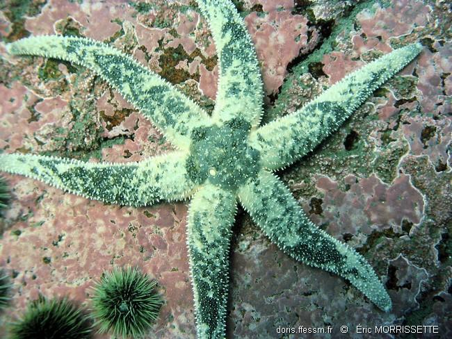 leptasterias_polaris24