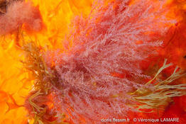 bonnemaisonia_asparagoides-vl3