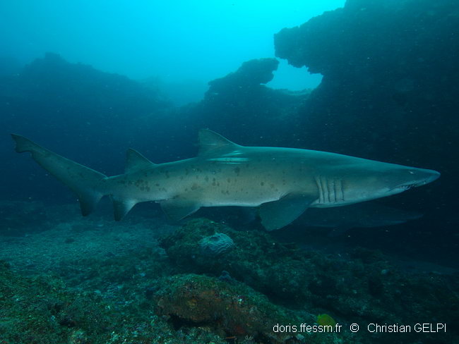 Requin taureau