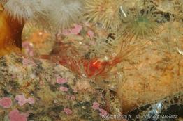 Pandalus_montagui_vm00026