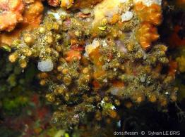 celleporina_mangnevillana-slb2