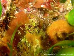pentapora_ottomulleriana-fa79