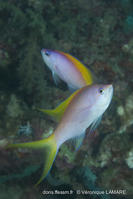 pseudanthias_evansi-vl3