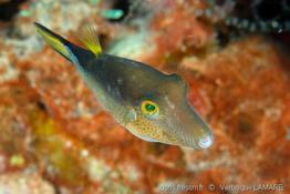cantigaster_rostrata(7)