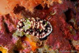 Chromodoris_geometrica_6vl