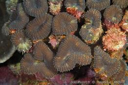 lobophyllia_corymbosa-vl2