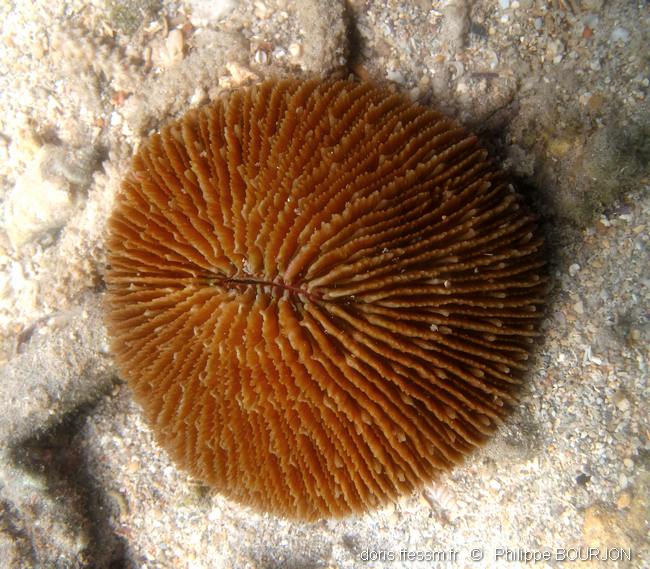 Corail champignon hirsute