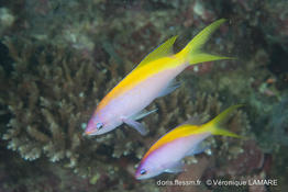 pseudanthias_evansi-vl4