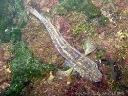 zosterisessor_ophiocephalus-slb1