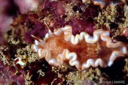 glossodoris_rufomarginata-vl1