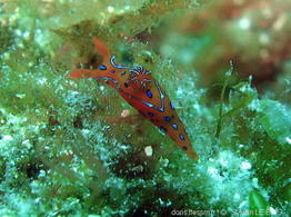 polycera_elegans-slb2
