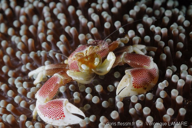 Crabe porcelaine