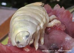 ceratothoa_italica-fa5056