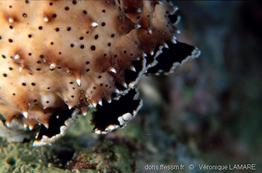 pearsonothuria_graeffei-3vl