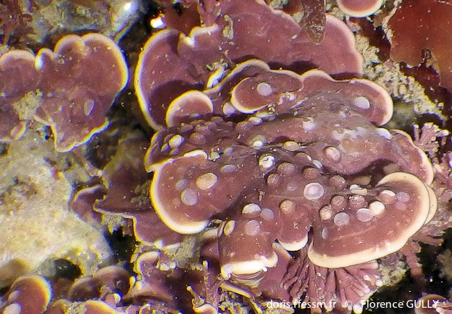 Mésophylle lichenoïde