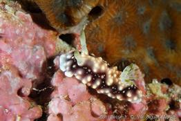 Chromodoris_geometrica_7vl