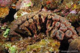 lobophyllia_corymbosa-vl1