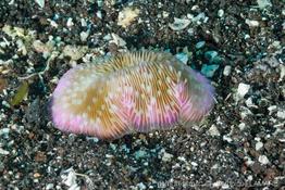 lobactis_scutaria-vl5