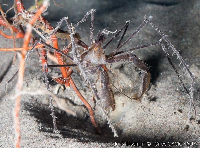 Macropode à longues pattes
