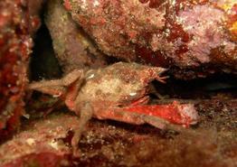 herbstia_condyliata-fa2