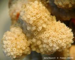 celleporina_mangnevillana-fa53
