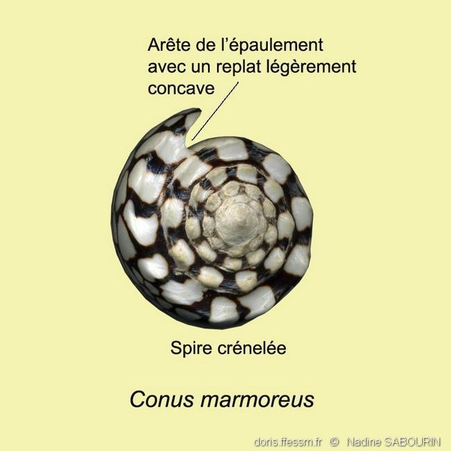 Conus_marmoreus_ns2