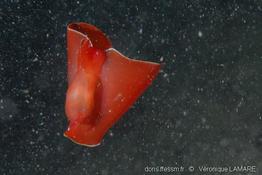 gastropteron_rubrum-vl1