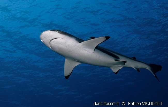 carcharhinus_melanopterus-fm1