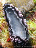 phyllidiella_pustulosa-aps202