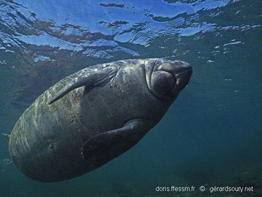 trichechus_manatus-geso856