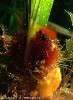 watersipora_cucullata-fa8c