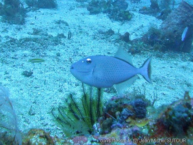 xanthichthys_ringens-jms4