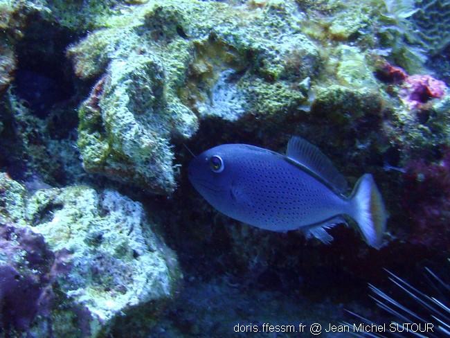 xanthichthys_ringens-jms5