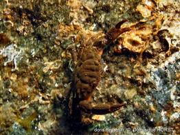 Xantho_hydrophilus-doho2