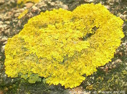 xanthoria_parietina-fa2