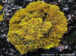 xanthoria_parietina-fa4