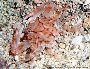 Xiphonectes_longispinosus-pain-forum87175