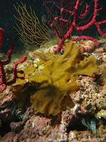 zanardinia_typus-fa39c
