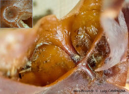Zanardinia_typus-lc1