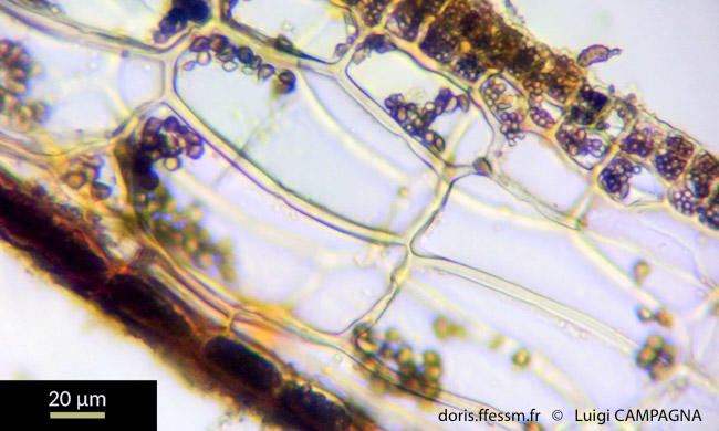 Zanardinia_typus-lc2