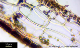 Zanardinia_typus-lc2