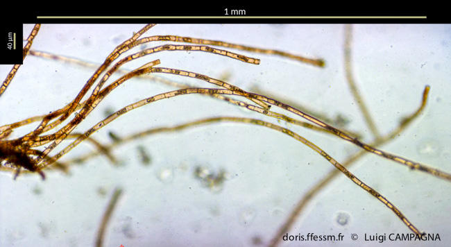 Zanardinia_typus-lc3